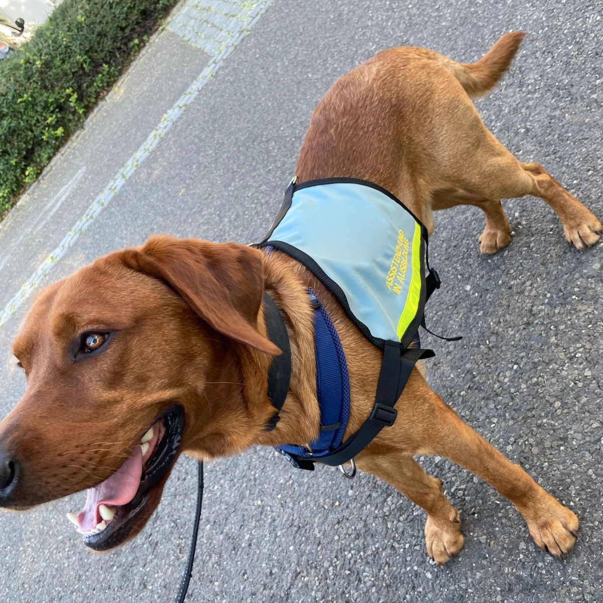 SIGNAL Hundekenndecke